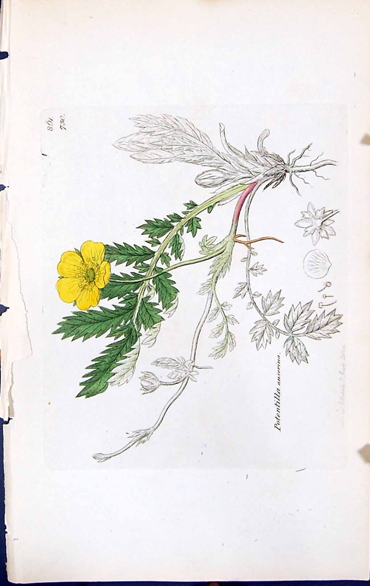 Antique Print Potentilla Anserina British Plants Botany 1847 Sowerby Smith 19th