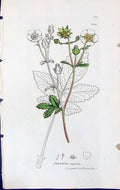 Antique Print Potentilla Rupestris British Plants Botany 1847 Sowerby Smith