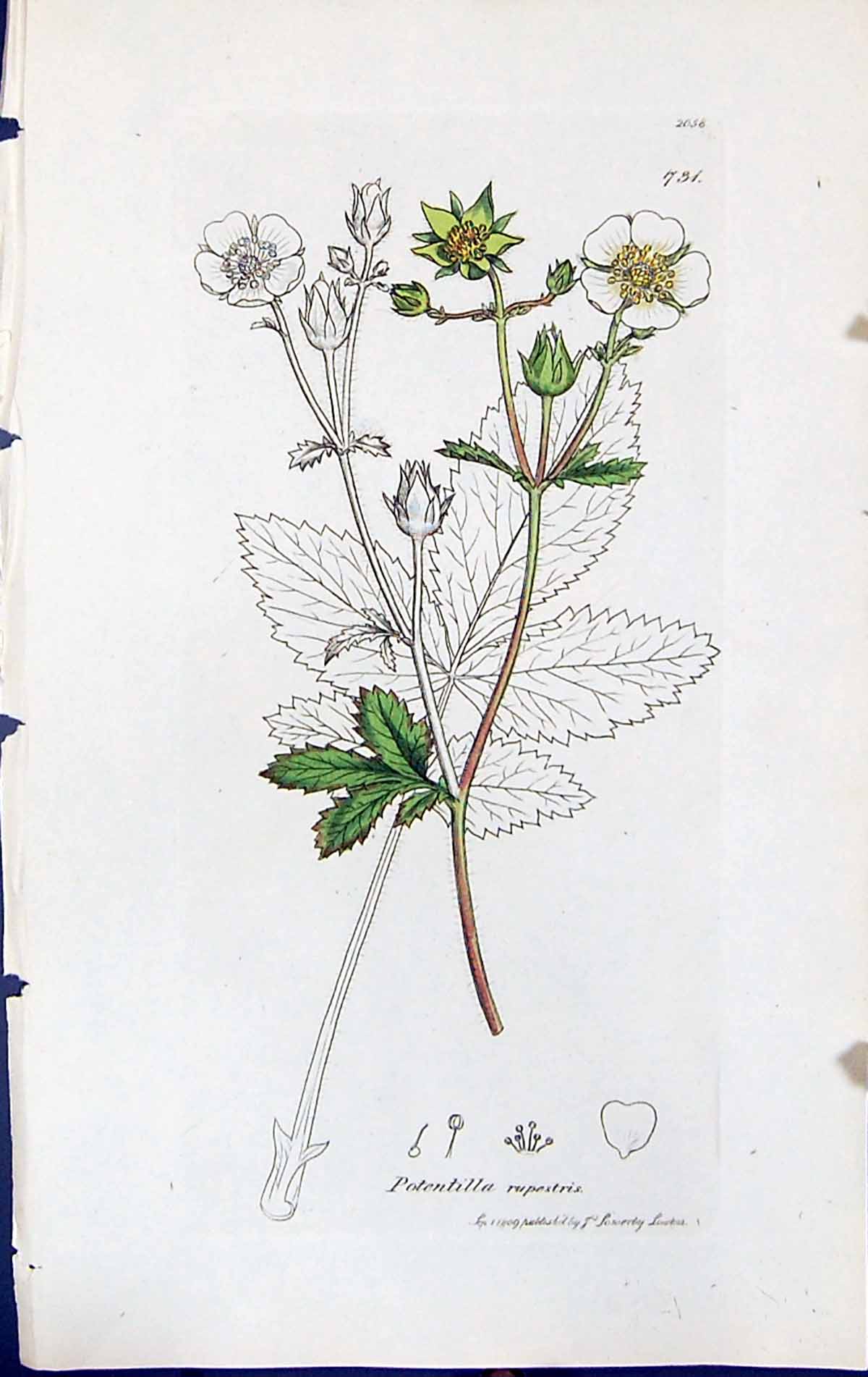 Antique Print Potentilla Rupestris British Plants Botany 1847 Sowerby Smith