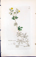 Antique Print Potentilla Argentea British Plants Botany 1847 Sowerby Smith 19th