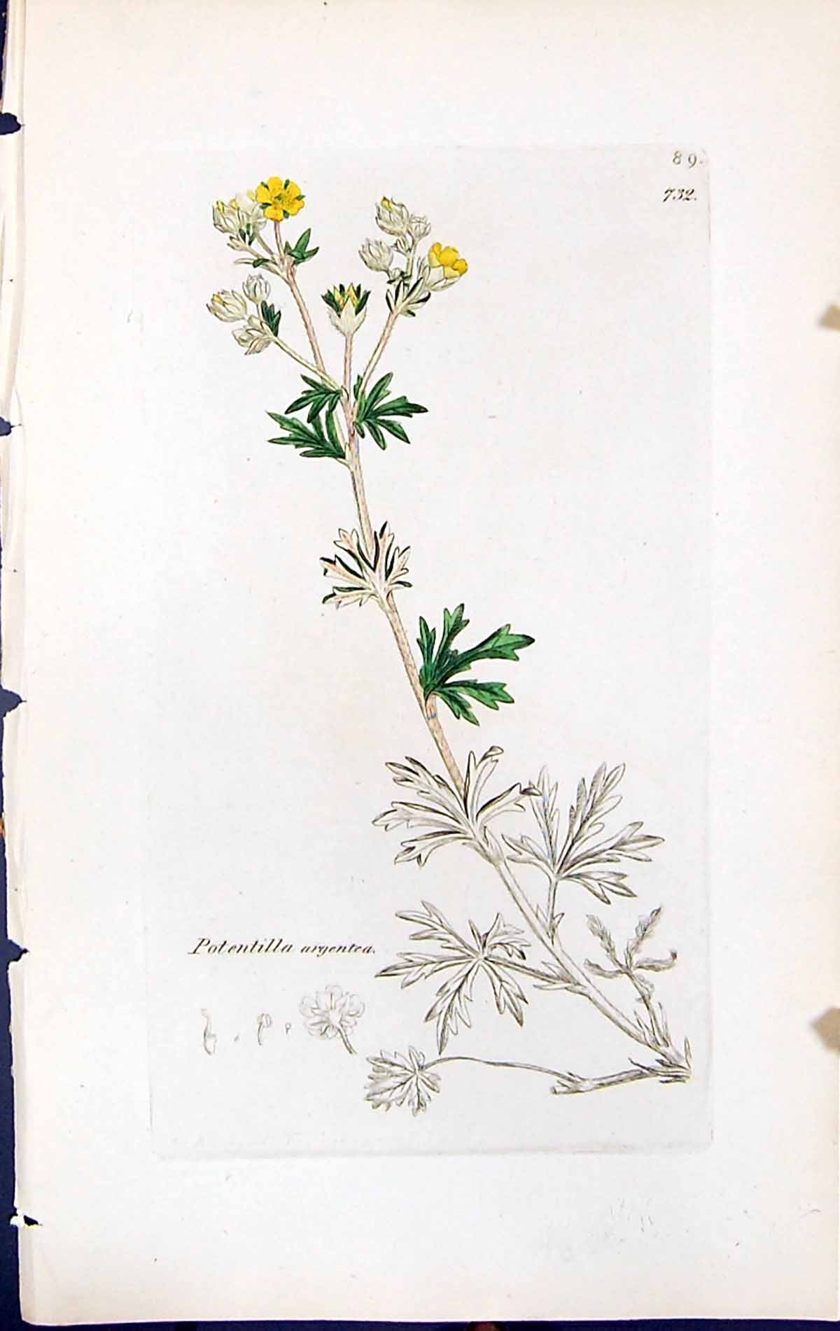 Antique Print Potentilla Argentea British Plants Botany 1847 Sowerby Smith 19th