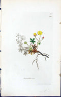 Antique Old Print Potentilla Verna British Plants Botany 1847 Sowerby Smith