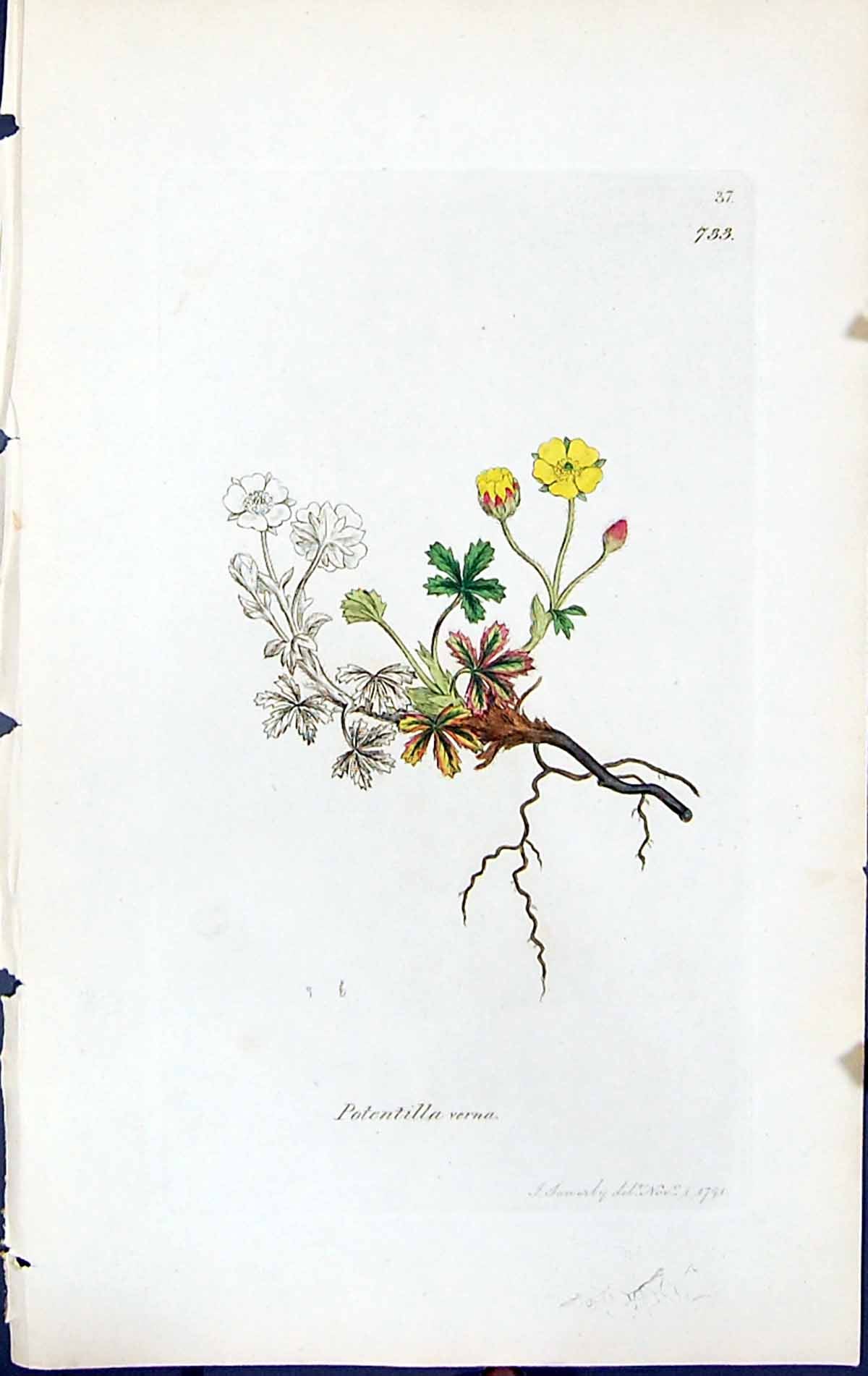 Antique Old Print Potentilla Verna British Plants Botany 1847 Sowerby Smith