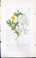 Antique Print Potentilla Alpestris British Plants Botany 1847 Sowerby Smith