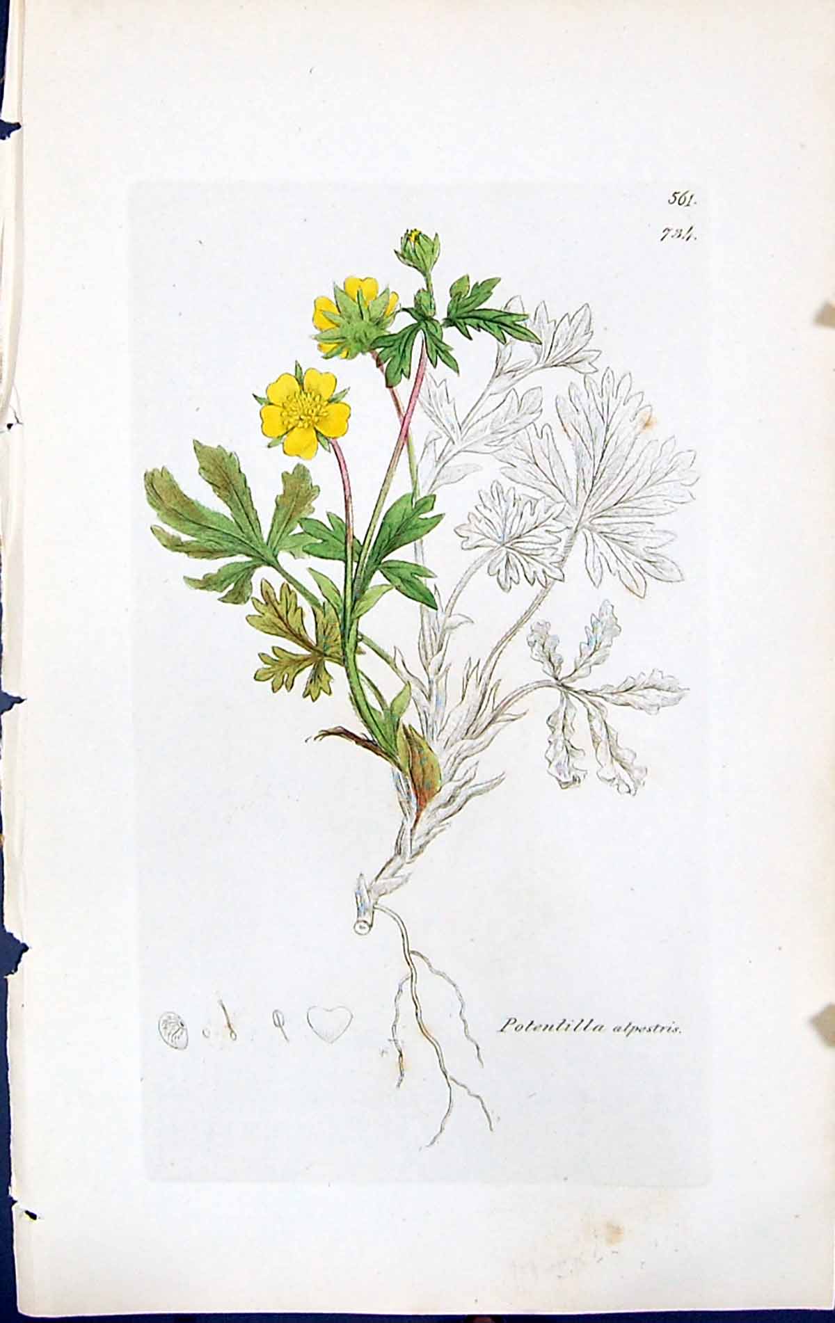 Antique Print Potentilla Alpestris British Plants Botany 1847 Sowerby Smith