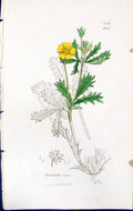 Antique Old Print Potentilla Opaca British Plants Botany 1847 Sowerby Smith