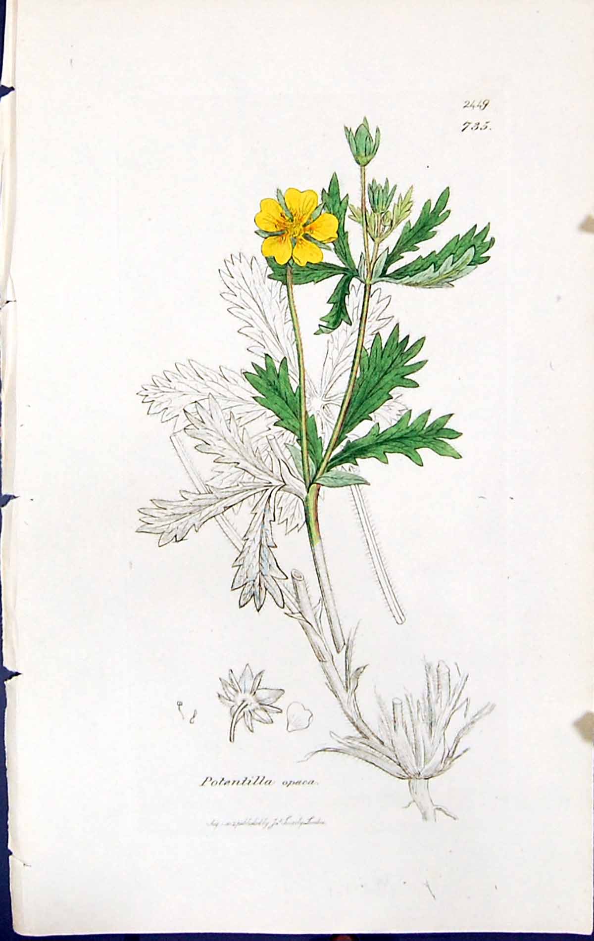 Antique Old Print Potentilla Opaca British Plants Botany 1847 Sowerby Smith
