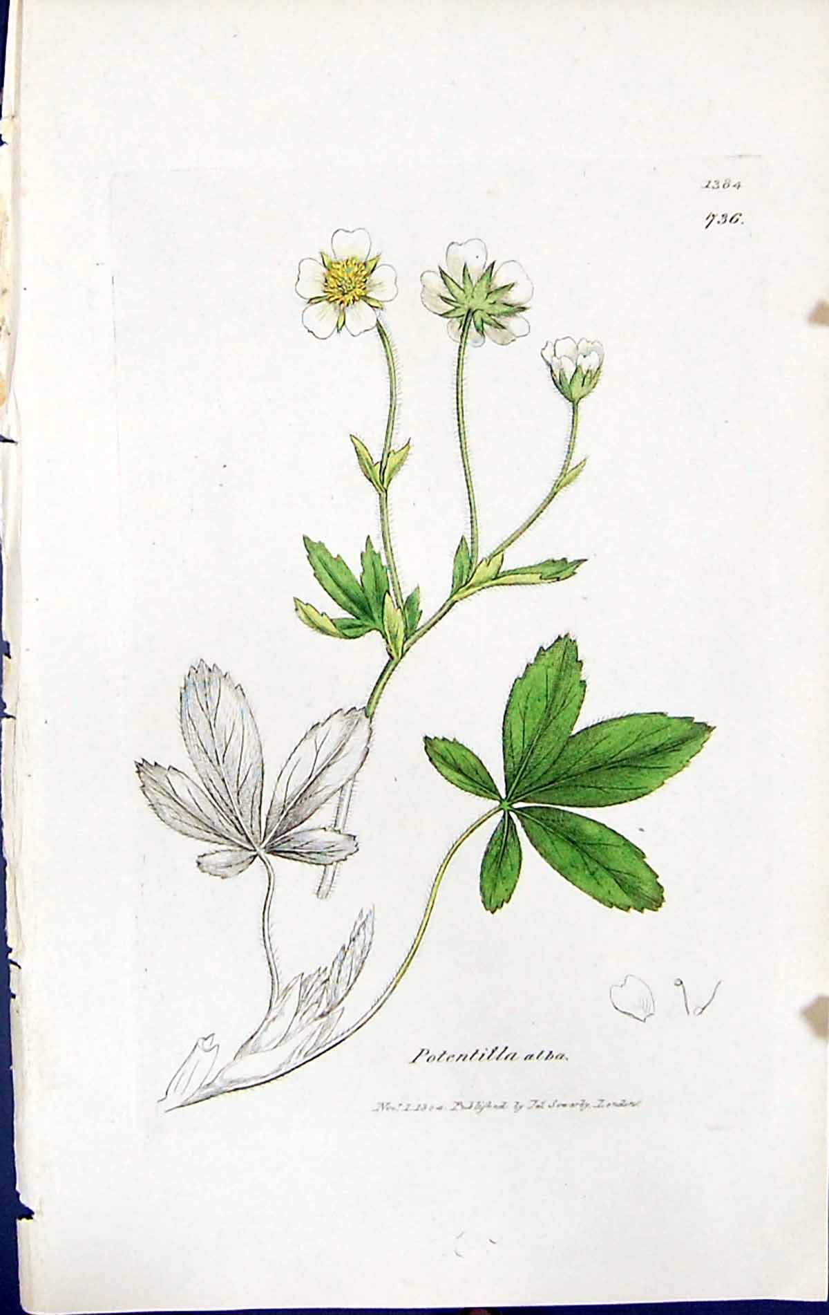 Antique Old Print Potentilla Alba British Plants Botany 1847 Sowerby Smith 19th