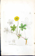 Antique Old Print Potentilla Reptans British Plants Botany 1847 Sowerby Smith