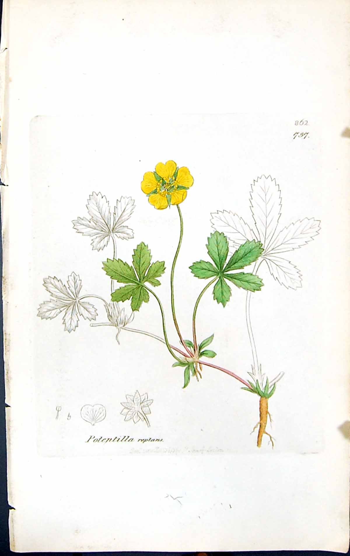Antique Old Print Potentilla Reptans British Plants Botany 1847 Sowerby Smith