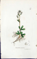 Old Print Potentilla Tridentato British Plants Botany 1847 Sowerby Smith 19th