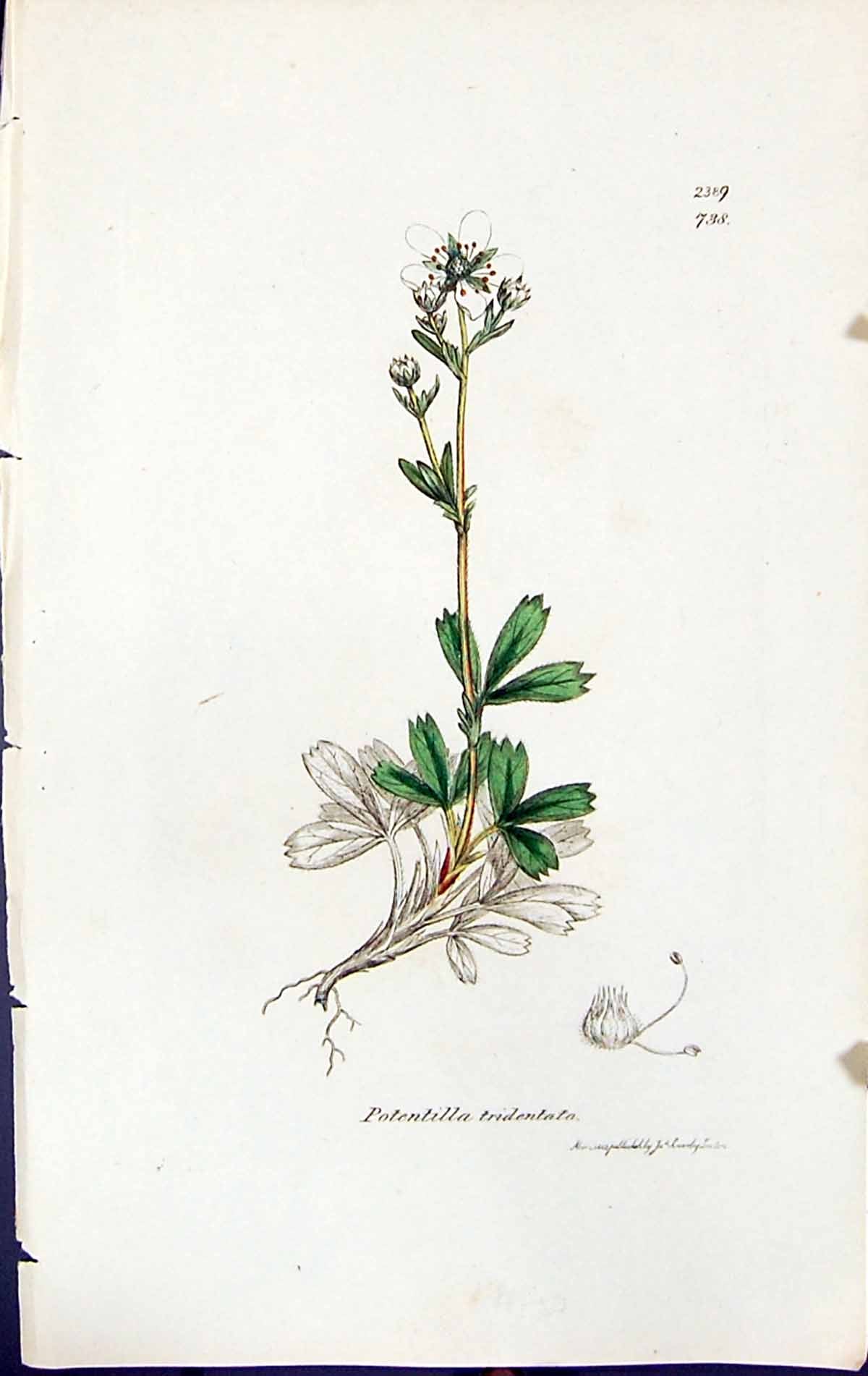Old Print Potentilla Tridentato British Plants Botany 1847 Sowerby Smith 19th