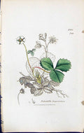 Old Potentilla Fragariastrum British Plants Botany 1847 Sowerby Smith Victorian