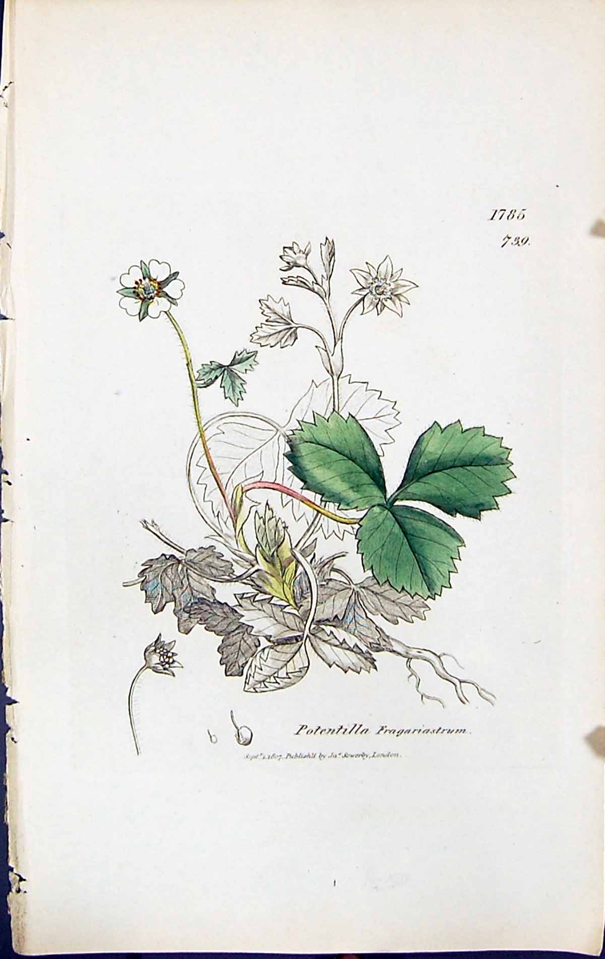 Old Potentilla Fragariastrum British Plants Botany 1847 Sowerby Smith Victorian