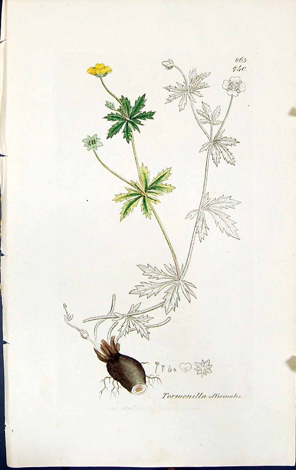 Old Print Tormenilla Officinalis British Plants Botany 1847 Sowerby Smith 19th