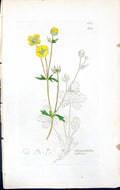 Antique Print Tormentilla Reptans British Plants Botany 1847 Sowerby Smith 19th