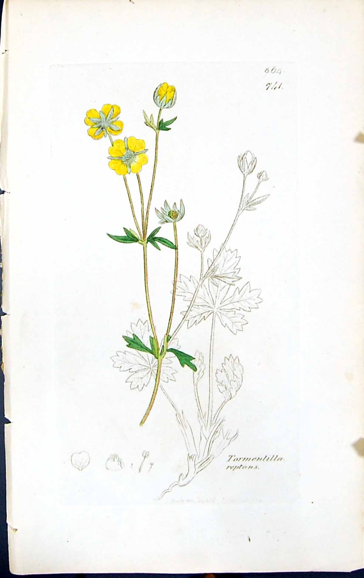 Antique Print Tormentilla Reptans British Plants Botany 1847 Sowerby Smith 19th