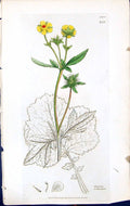 Antique Print Geum Urbanum British Plants Botany 1847 Sowerby Smith Colour 19th