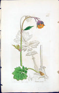 Antique Old Print Geum Rivale British Plants Botany 1847 Sowerby Smith Colour