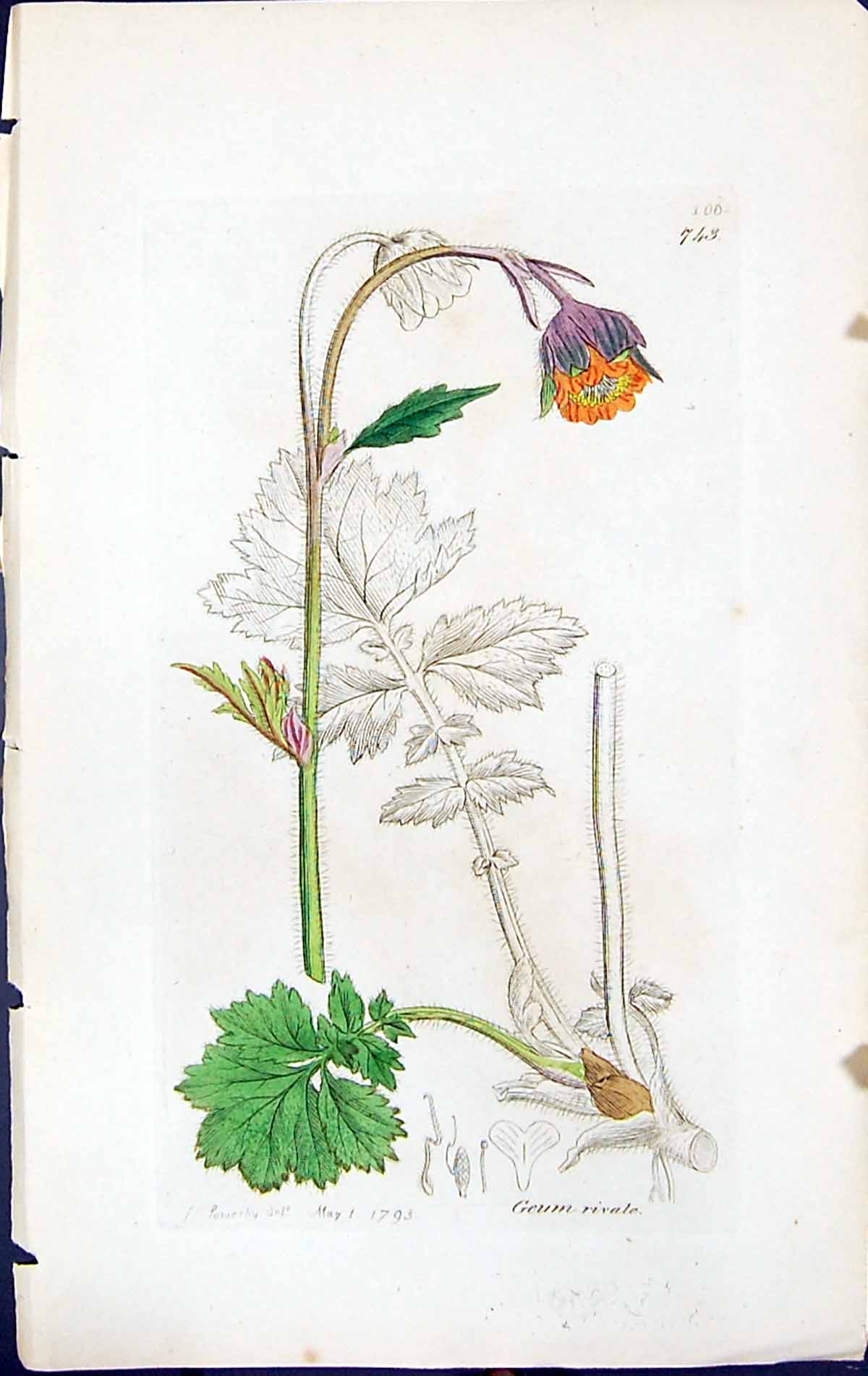 Antique Old Print Geum Rivale British Plants Botany 1847 Sowerby Smith Colour