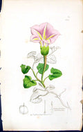 Antique Print Convolvulus Snaella British Plants Botany 1847 Sowerby Smith 19th