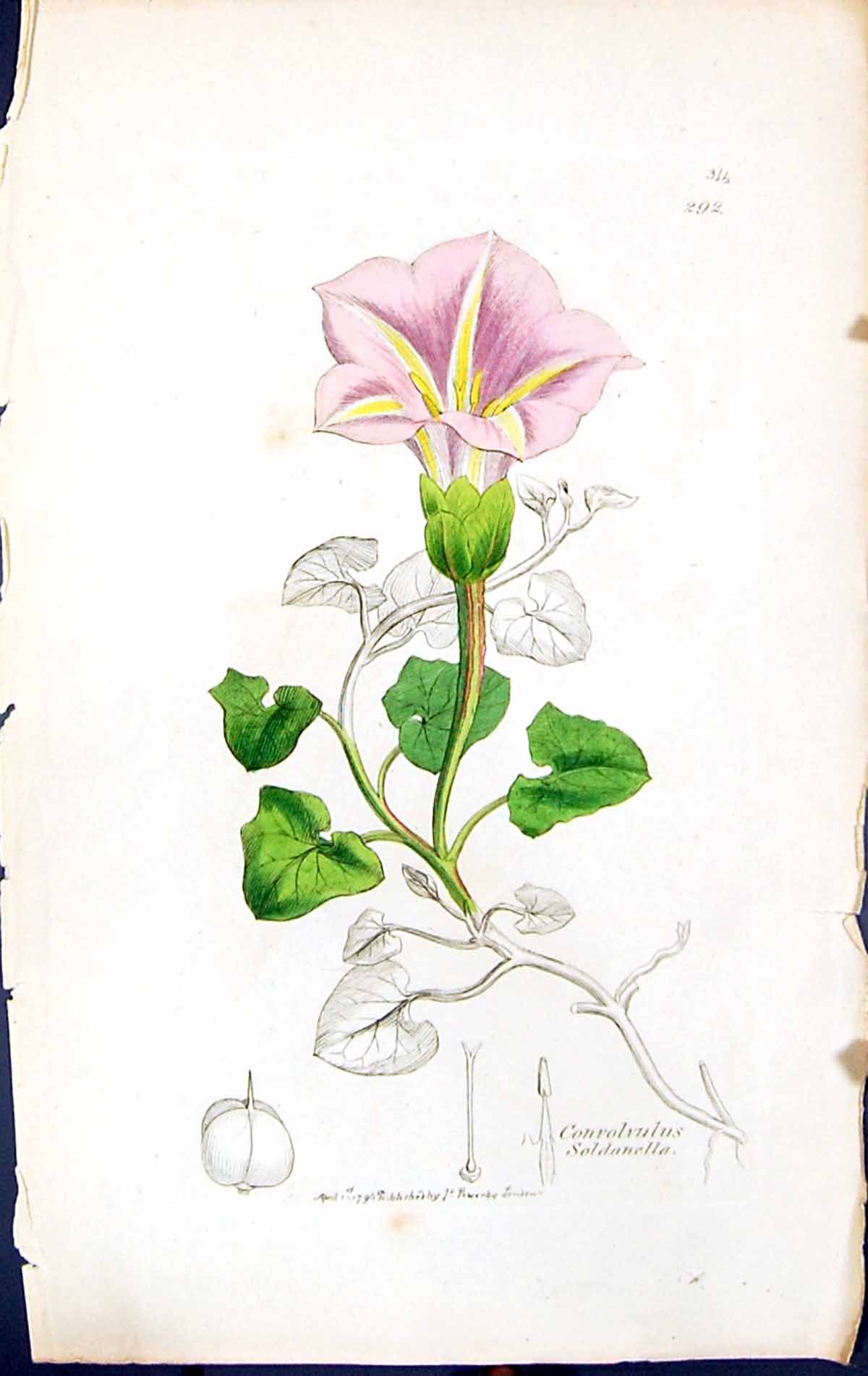Antique Print Convolvulus Snaella British Plants Botany 1847 Sowerby Smith 19th
