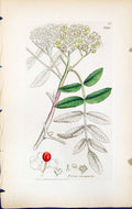 Antique Old Print Pyrus Aucuparia British Plants Botany 1847 Sowerby Smith 19th