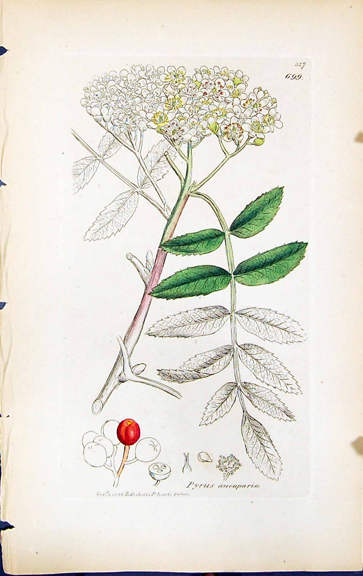 Antique Old Print Pyrus Aucuparia British Plants Botany 1847 Sowerby Smith 19th