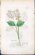 Old Print British Plants Botany 1847 Sowerby Smith Colour Actaea Spicata 19th