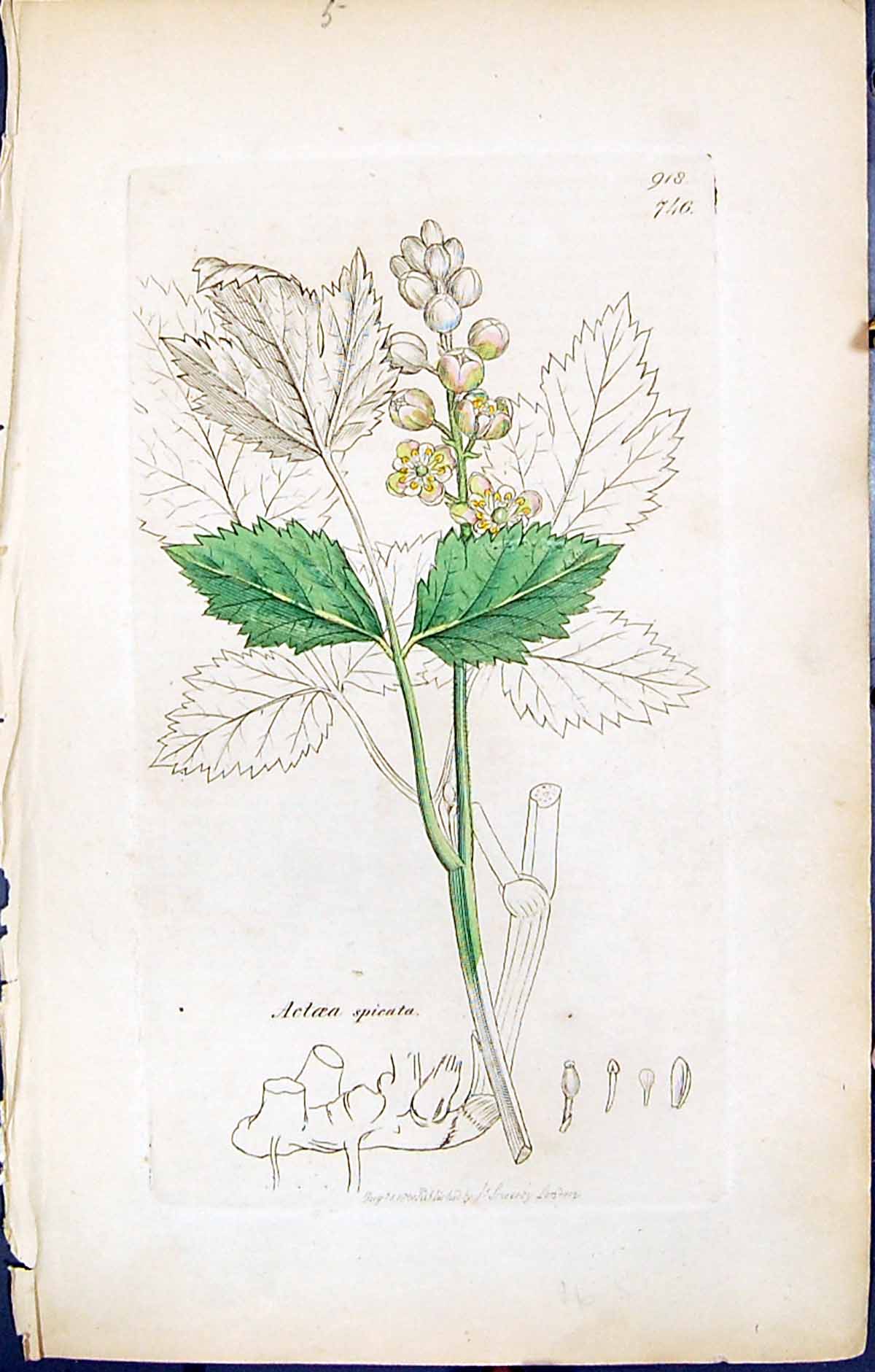 Old Print British Plants Botany 1847 Sowerby Smith Colour Actaea Spicata 19th