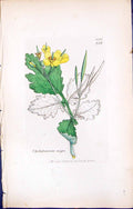 Antique Old Print British Plants Botany 1847 Sowerby Smith Chelidonium Majus