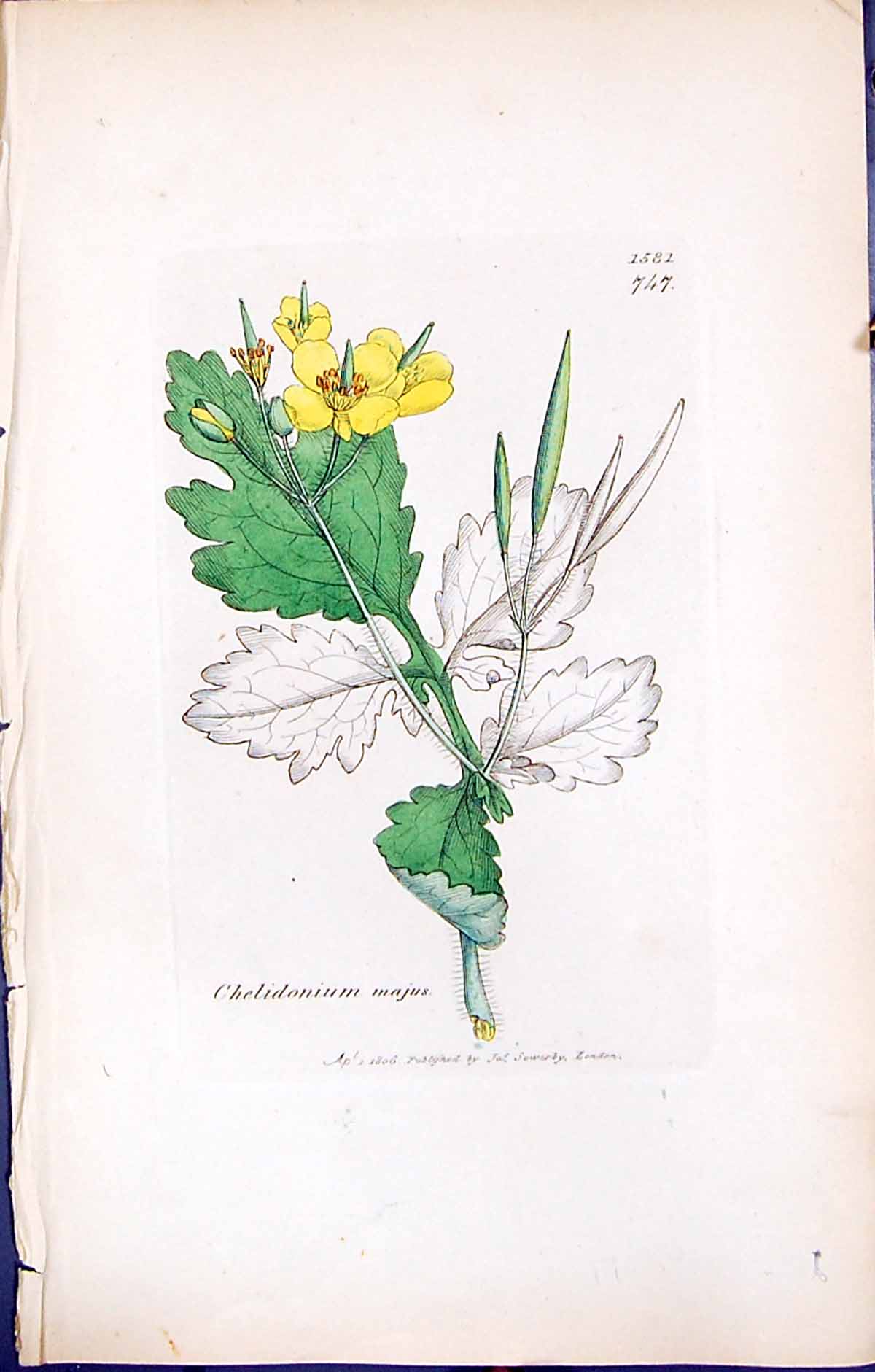 Antique Old Print British Plants Botany 1847 Sowerby Smith Chelidonium Majus