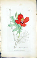 Antique Print British Plants Botany 1847 Sowerby Smith Glaucium Phaenicium 19th