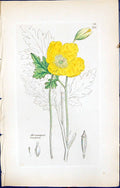 Antique Print British Plants Botany 1847 Sowerby Smith Meconopsis Cambrica 19th