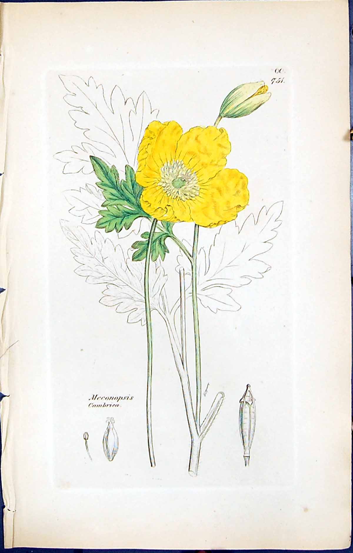 Antique Print British Plants Botany 1847 Sowerby Smith Meconopsis Cambrica 19th