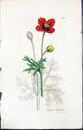Antique Old Print British Plants Botany 1847 Sowerby Smith Papaver Hybridum