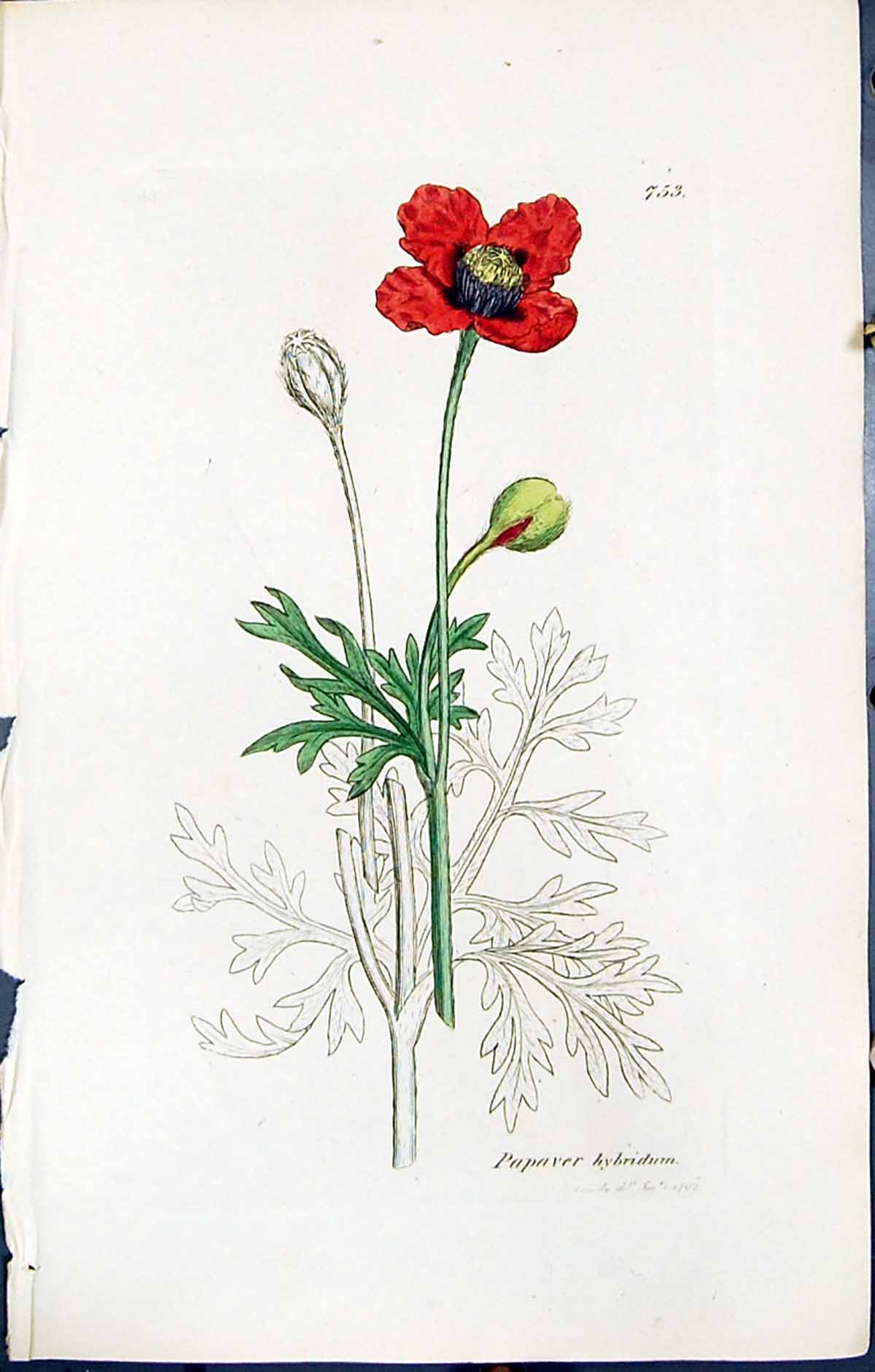 Antique Old Print British Plants Botany 1847 Sowerby Smith Papaver Hybridum