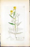 Old Print British Plants Botany 1847 Sowerby Smith Helianthemum Guttatum 19th