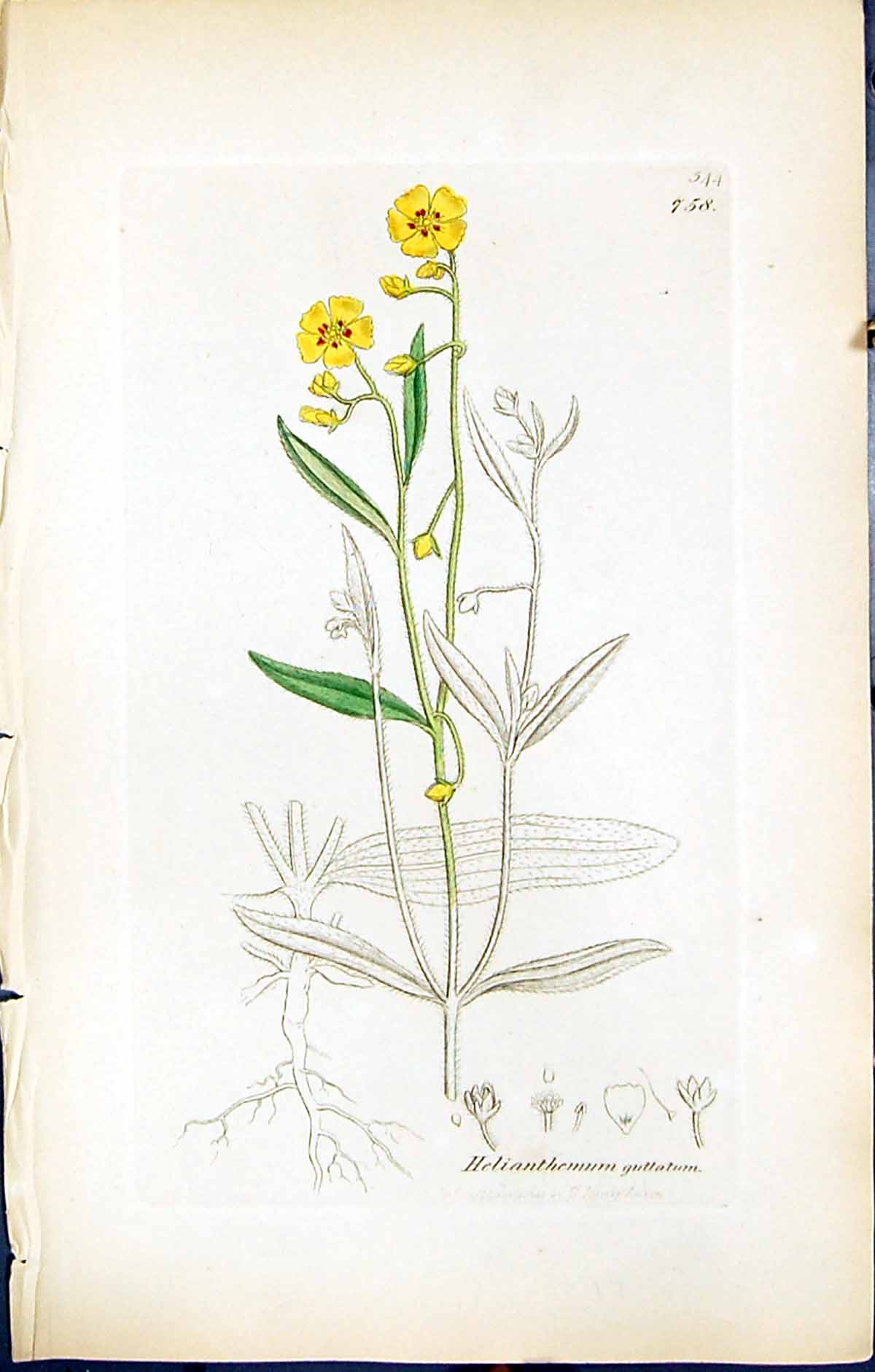 Old Print British Plants Botany 1847 Sowerby Smith Helianthemum Guttatum 19th