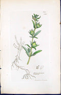 Old British Plants Botany 1847 Sowerby Smith Helianthemum Ledifolium Victorian