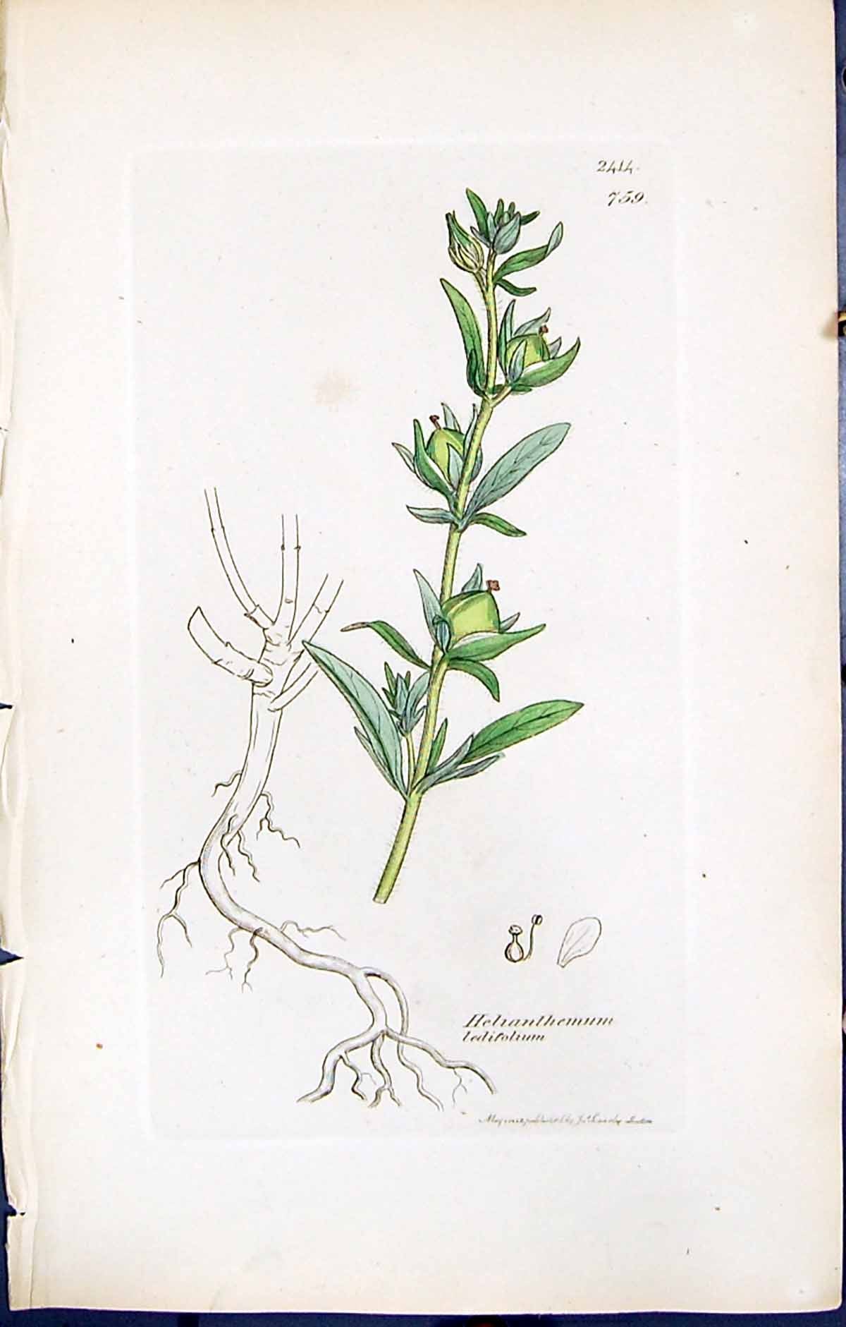 Old British Plants Botany 1847 Sowerby Smith Helianthemum Ledifolium Victorian