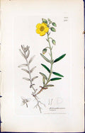 Old Print British Plants Botany 1847 Sowerby Smith Helianthemum Vulgare 19th