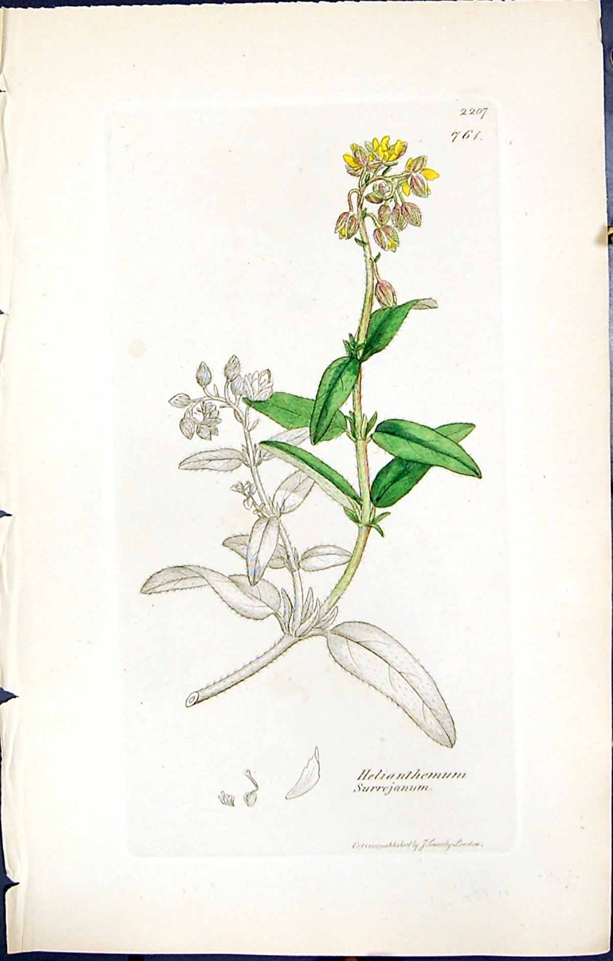 Old British Plants Botany 1847 Sowerby Smith Helianthemum Surrejanum Victorian