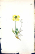 Antique Print British Plants Botany 1847 Sowerby Smith Colour Helianthemum 19th