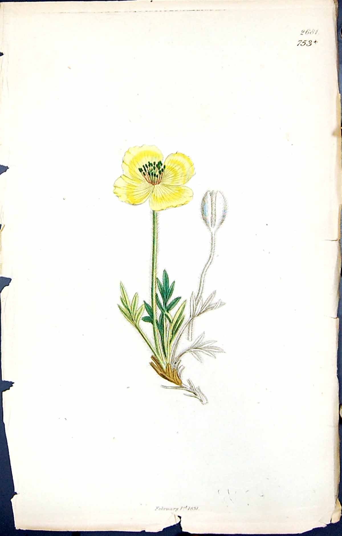 Antique Print British Plants Botany 1847 Sowerby Smith Colour Helianthemum 19th