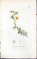 Old British Plants Botany 1847 Sowerby Smith Helianthemum Polifolium Victorian