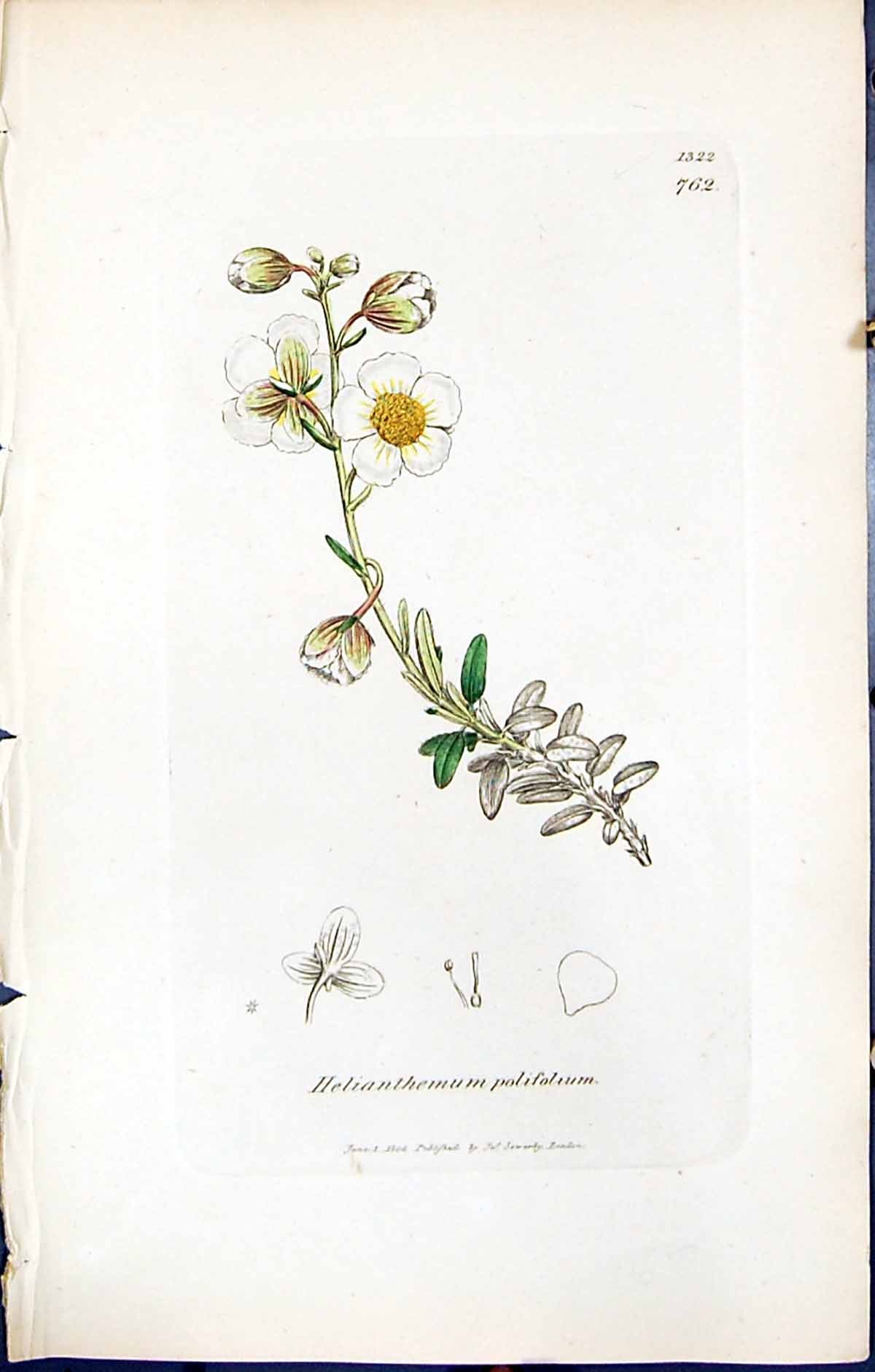 Old British Plants Botany 1847 Sowerby Smith Helianthemum Polifolium Victorian