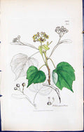 Antique Old Print British Plants Botany 1847 Sowerby Smith Tilia Parviflora
