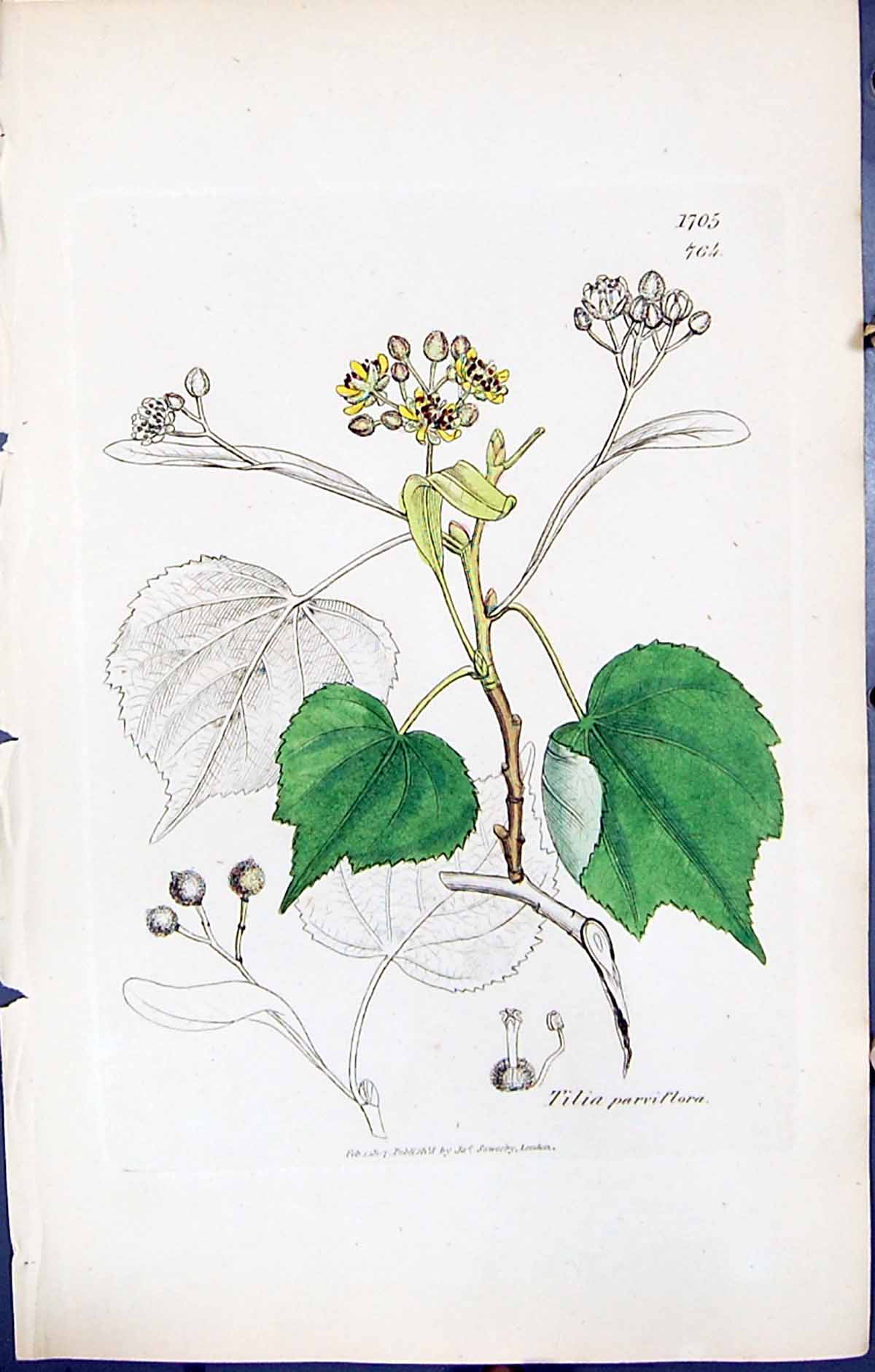 Antique Old Print British Plants Botany 1847 Sowerby Smith Tilia Parviflora