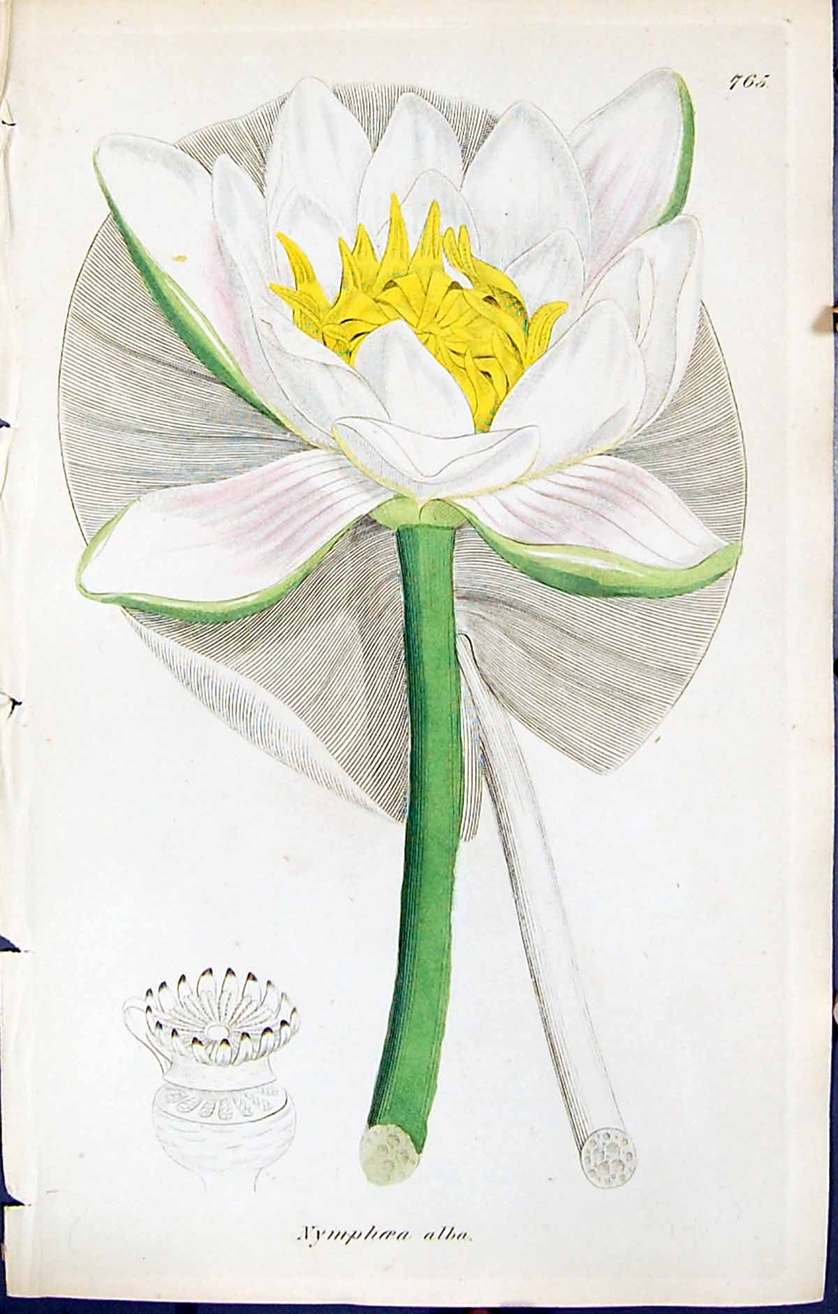 Antique Print British Plants Botany 1847 Sowerby Smith Colour Nymphaea Alba